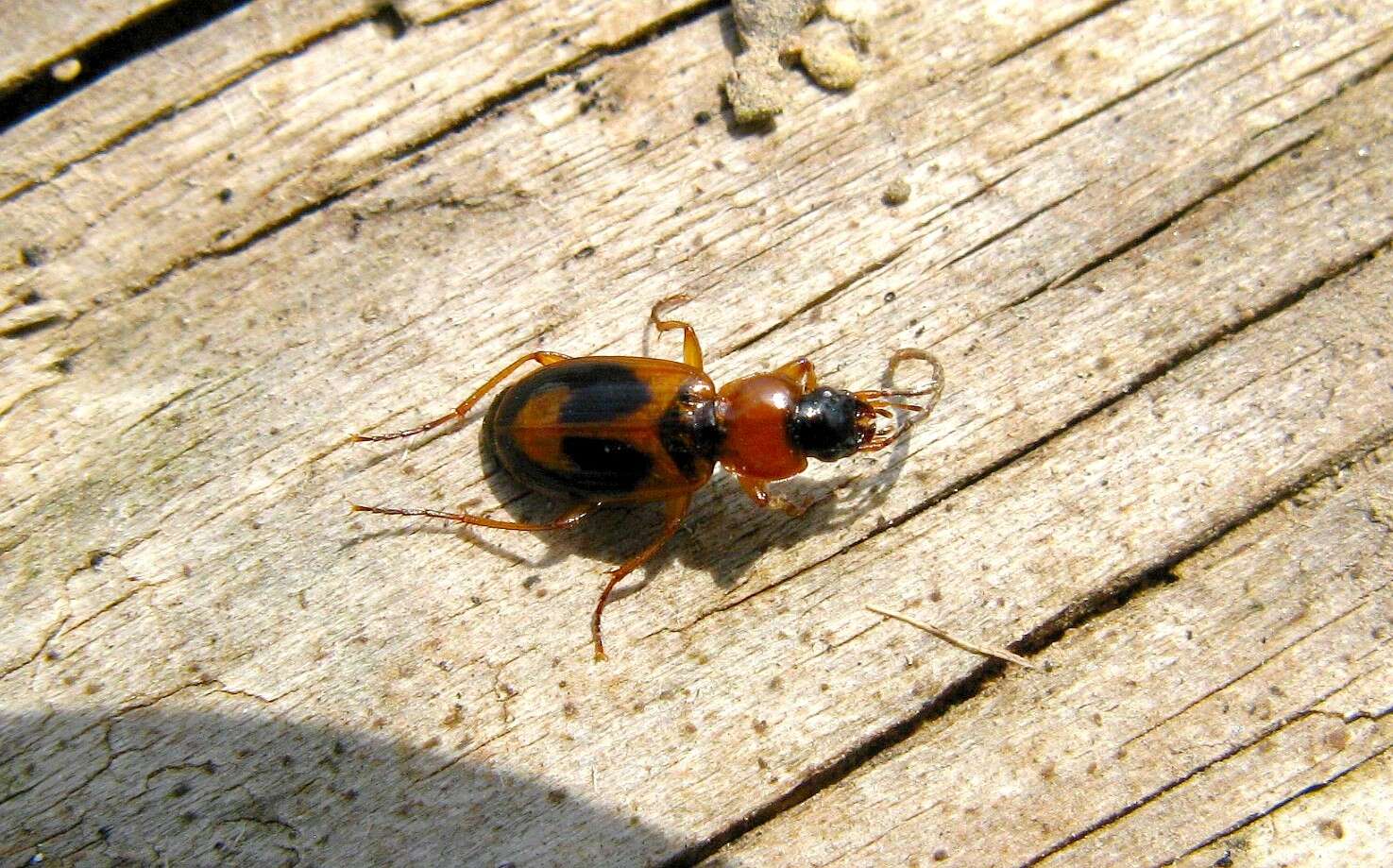 Sivun mäkiloimukiitäjäinen kuva