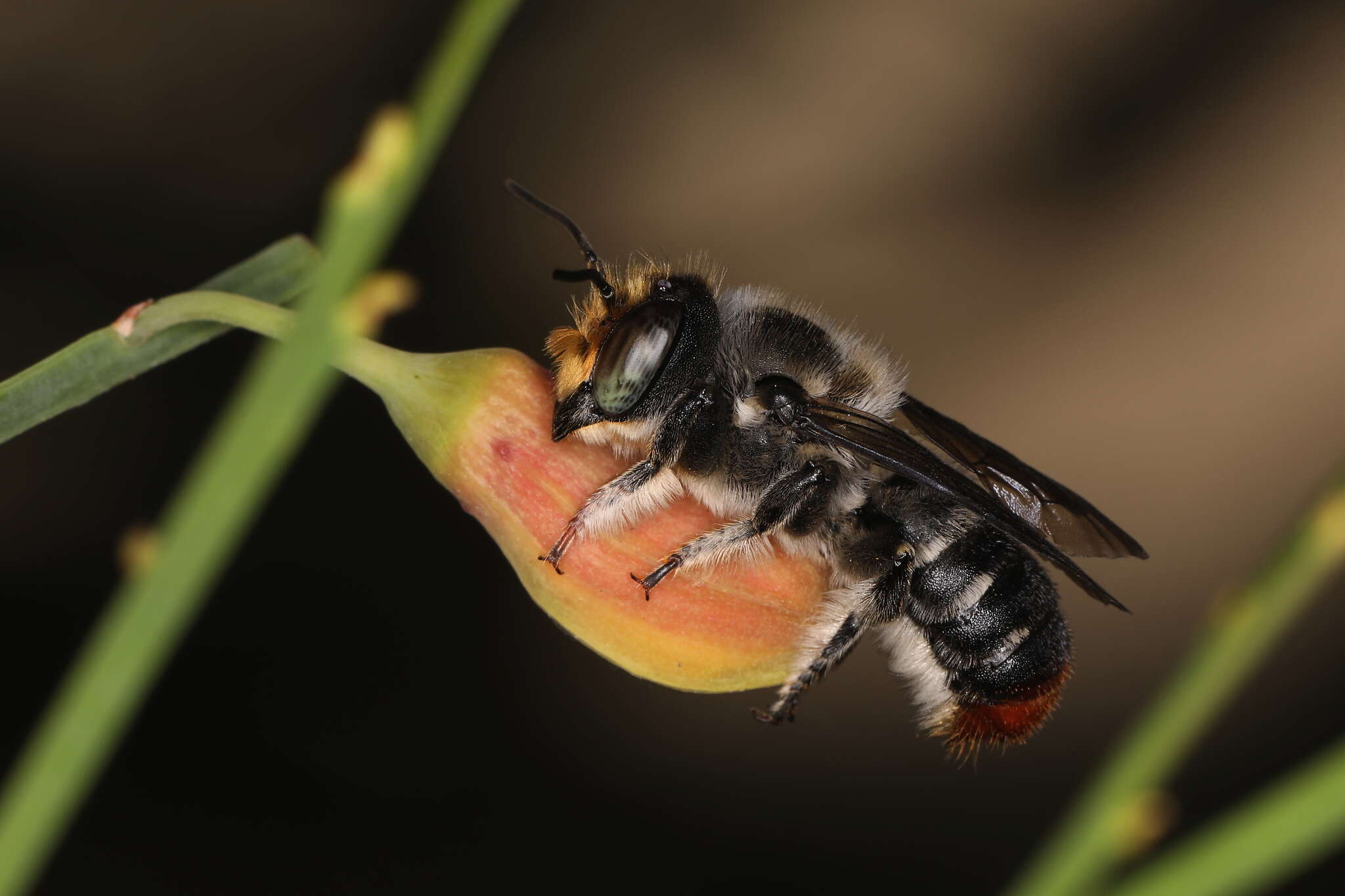 Image of Megachile ignita Smith 1853