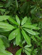 Imagem de Rhododendron ponticum subsp. ponticum