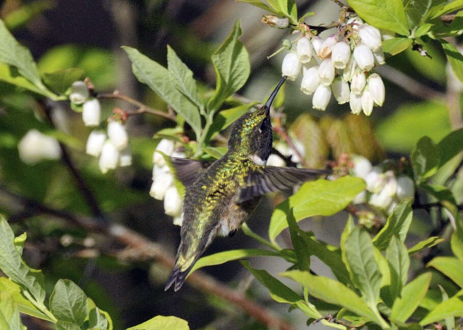 Sivun rubiinikurkkukolibri kuva