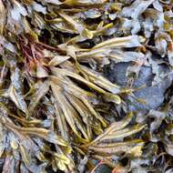 Image of Fucus ceranoides