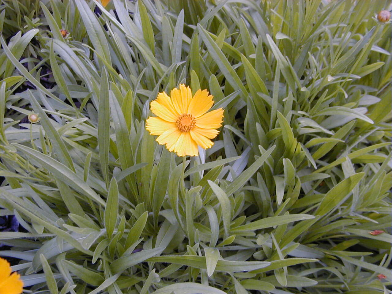 Image of largeflower tickseed