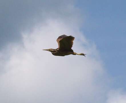 Image of American Bittern