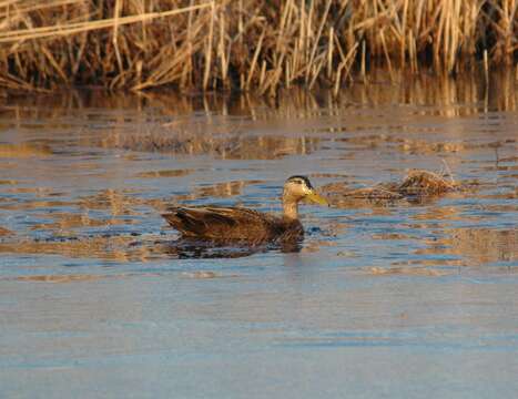 Image of American Black Duck