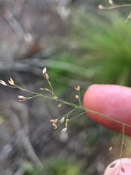 Слика од Panicum simile Domin