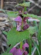 Image of spotted dead-nettle