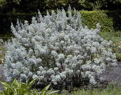 Image of Artemisia arborescens L.