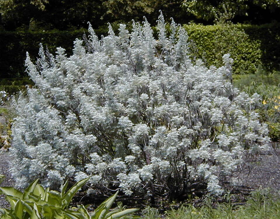 Image of Artemisia arborescens L.