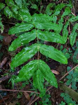 Plancia ëd Hemidictyum marginatum (L.) C. Presl