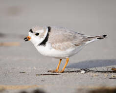 Image of Piping Plover