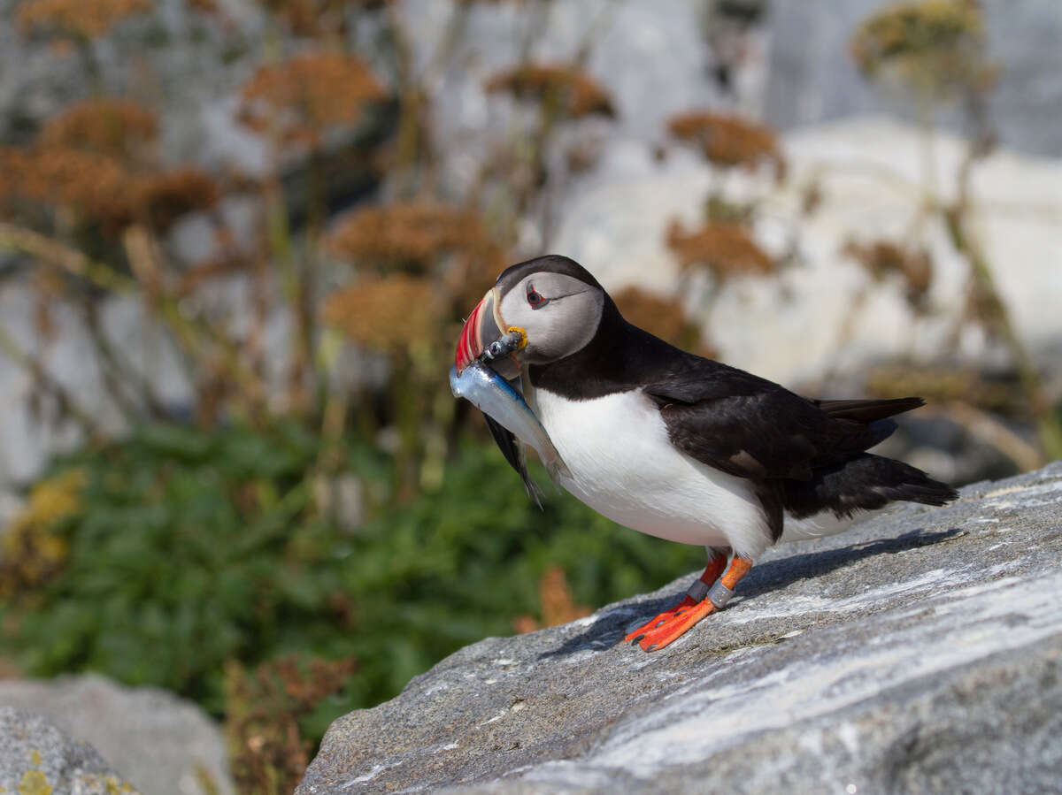 Image of Puffin