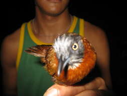 Image of Grey-headed Babbler