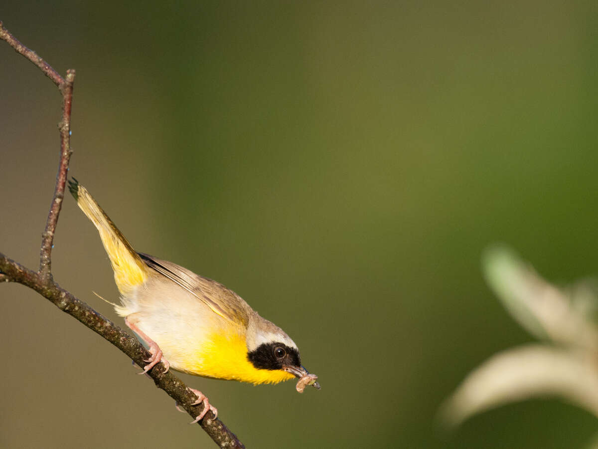 Geothlypis trichas (Linnaeus 1766) resmi