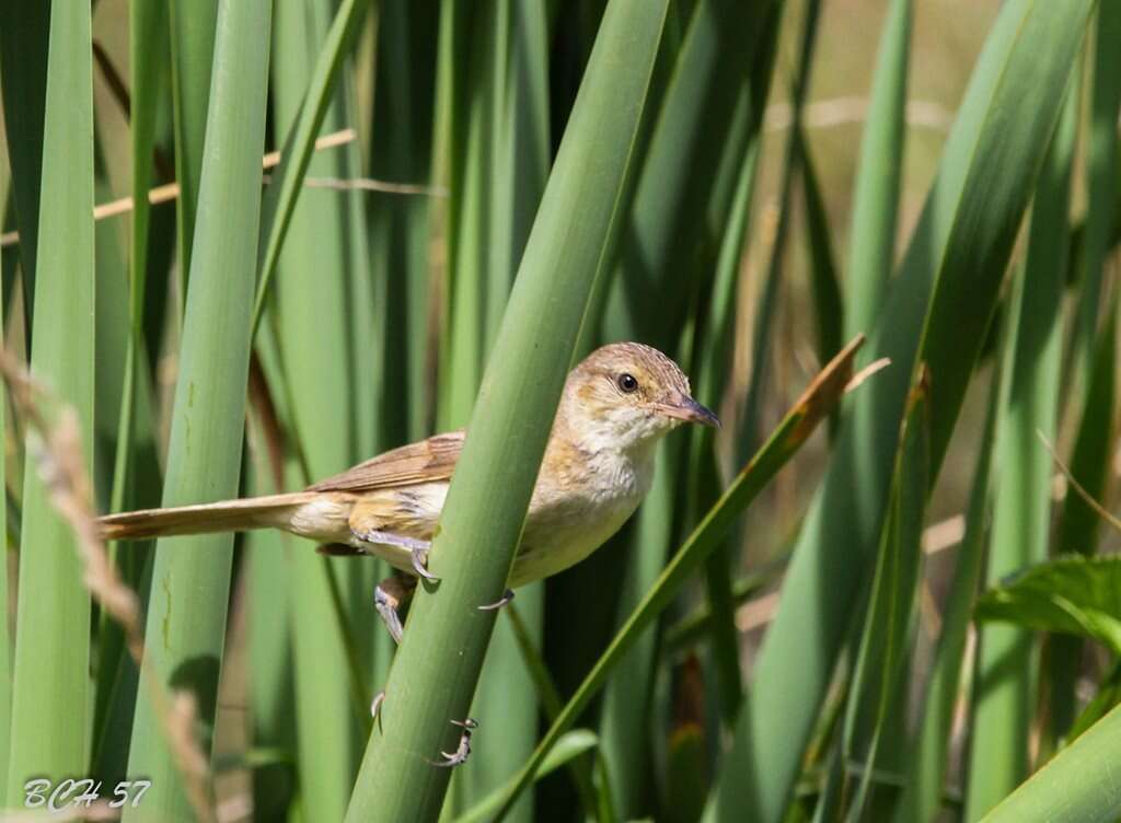 Image of Australian Reed Warbler