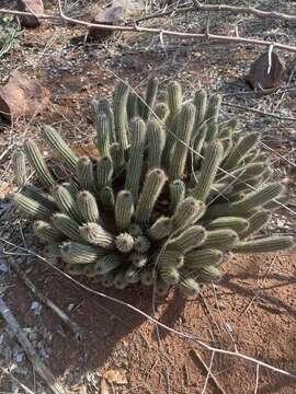 Image de Ceropegia barklyana Bruyns