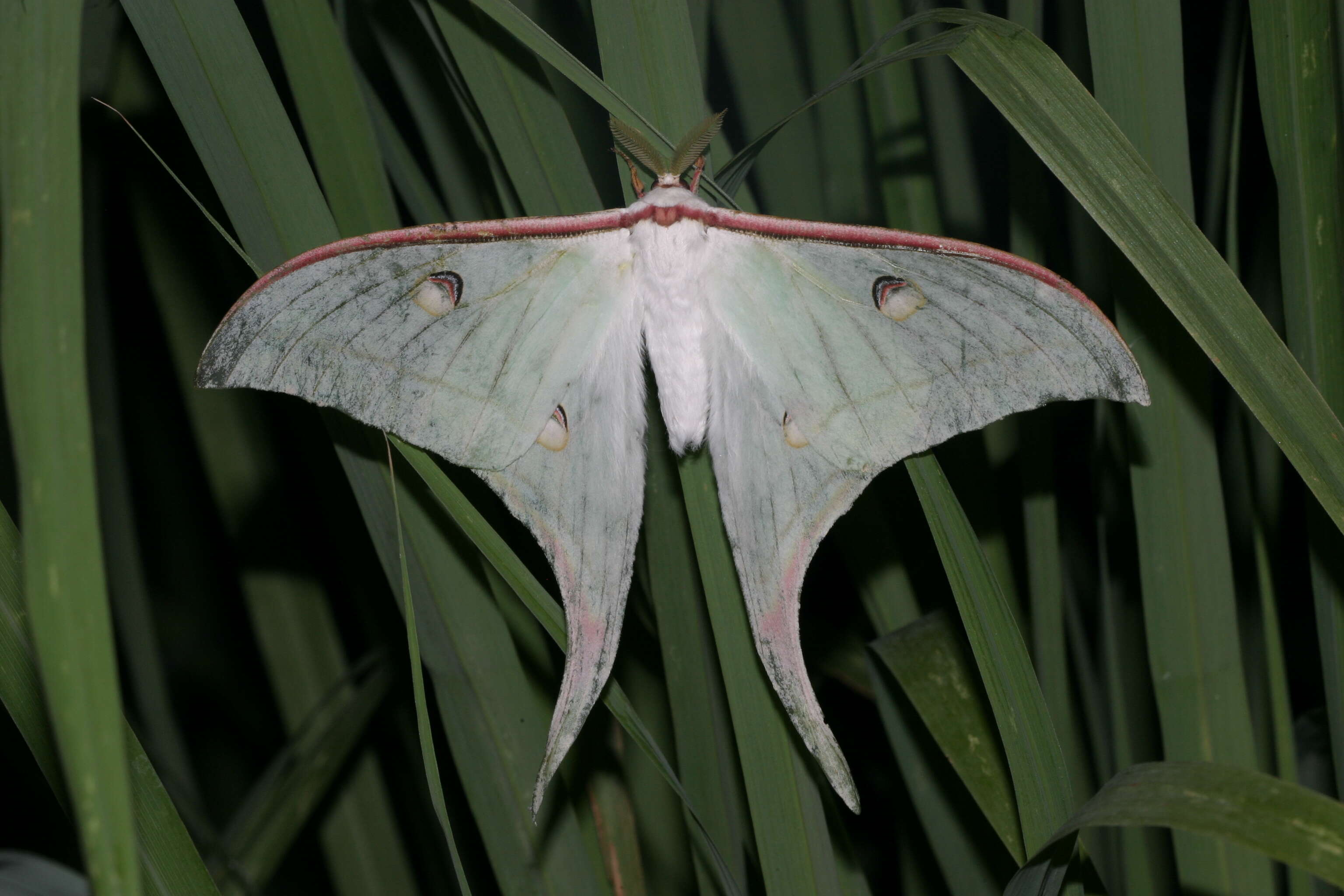 Image of Indian Luna Moth