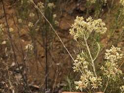 Cassinia laevis R. Br. resmi