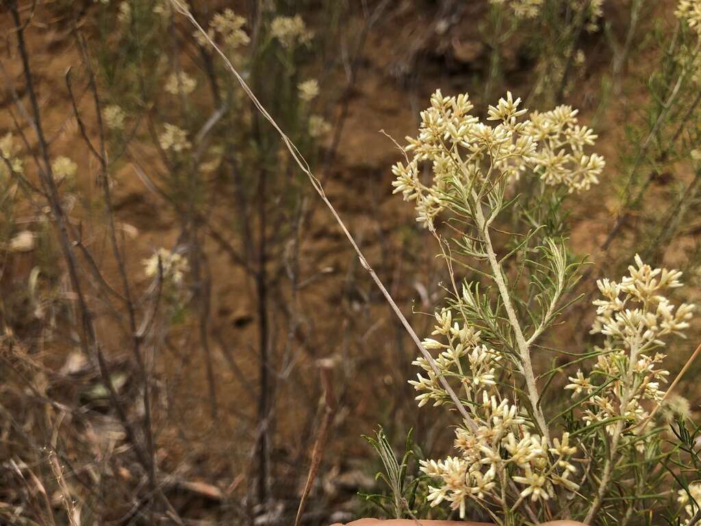 Plancia ëd Cassinia laevis R. Br.