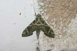 Image of oleander hawk-moth