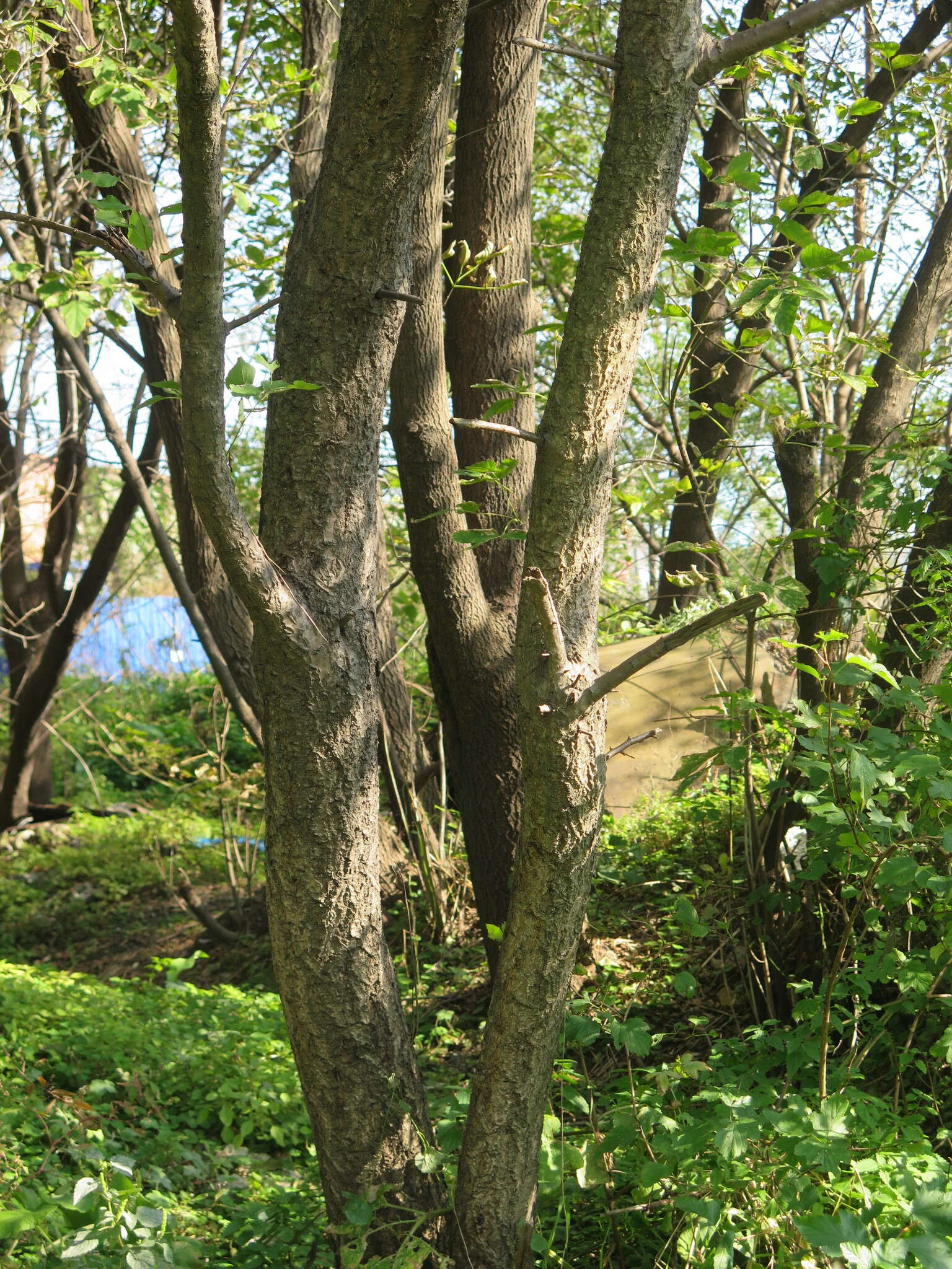 Слика од Prunus mandshurica (Maxim.) Koehne