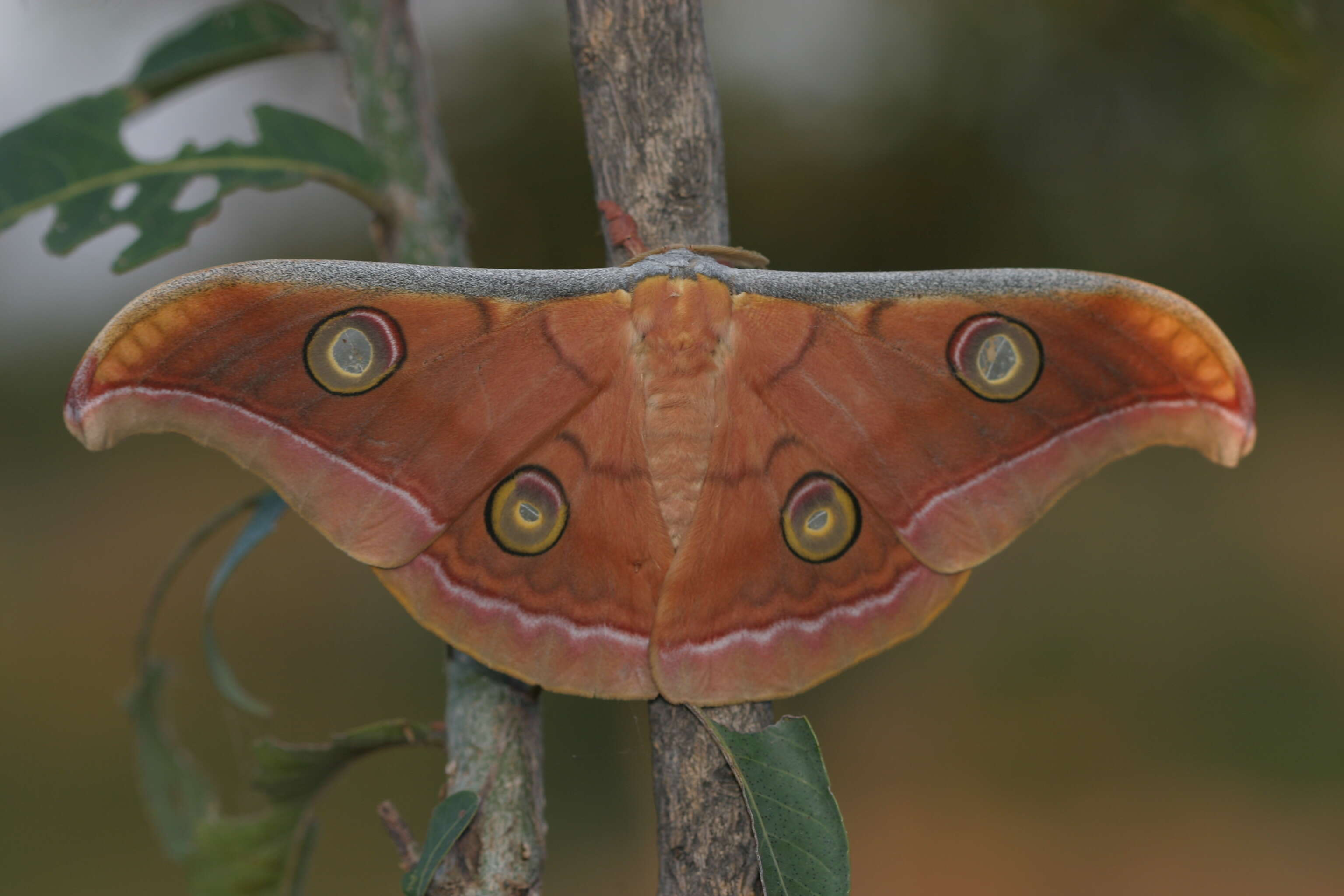 Image of Tasar Silk Moth