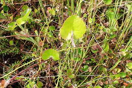Image of Centella eriantha (Rich.) Drude