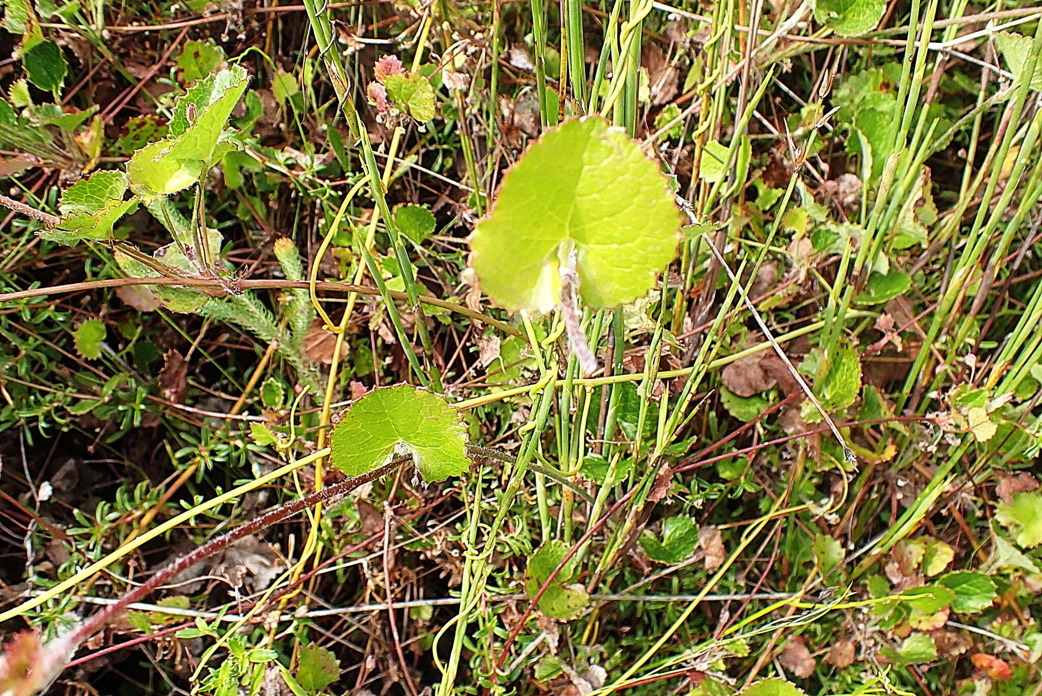 Image of Centella eriantha (Rich.) Drude