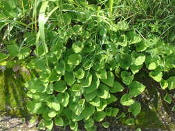 Image of Aristolochia foetida Kunth