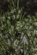 Image of Slender Cudweed