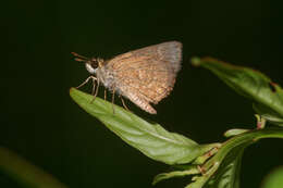 Image of Pygmy Scrub-hopper