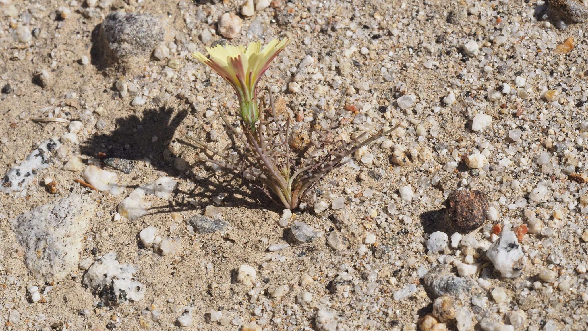 Слика од Calycoseris parryi A. Gray