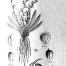 Sivun Ornithocephalus gladiatus Hook. kuva