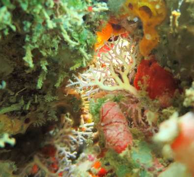 Image of Lace corals