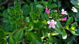 Lysimachia mauritiana Lam. resmi