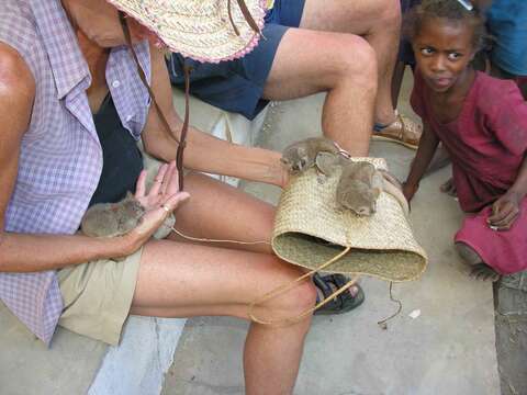 Image of Gray Mouse Lemur