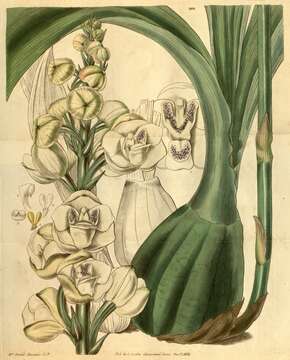 Image of Dove orchid