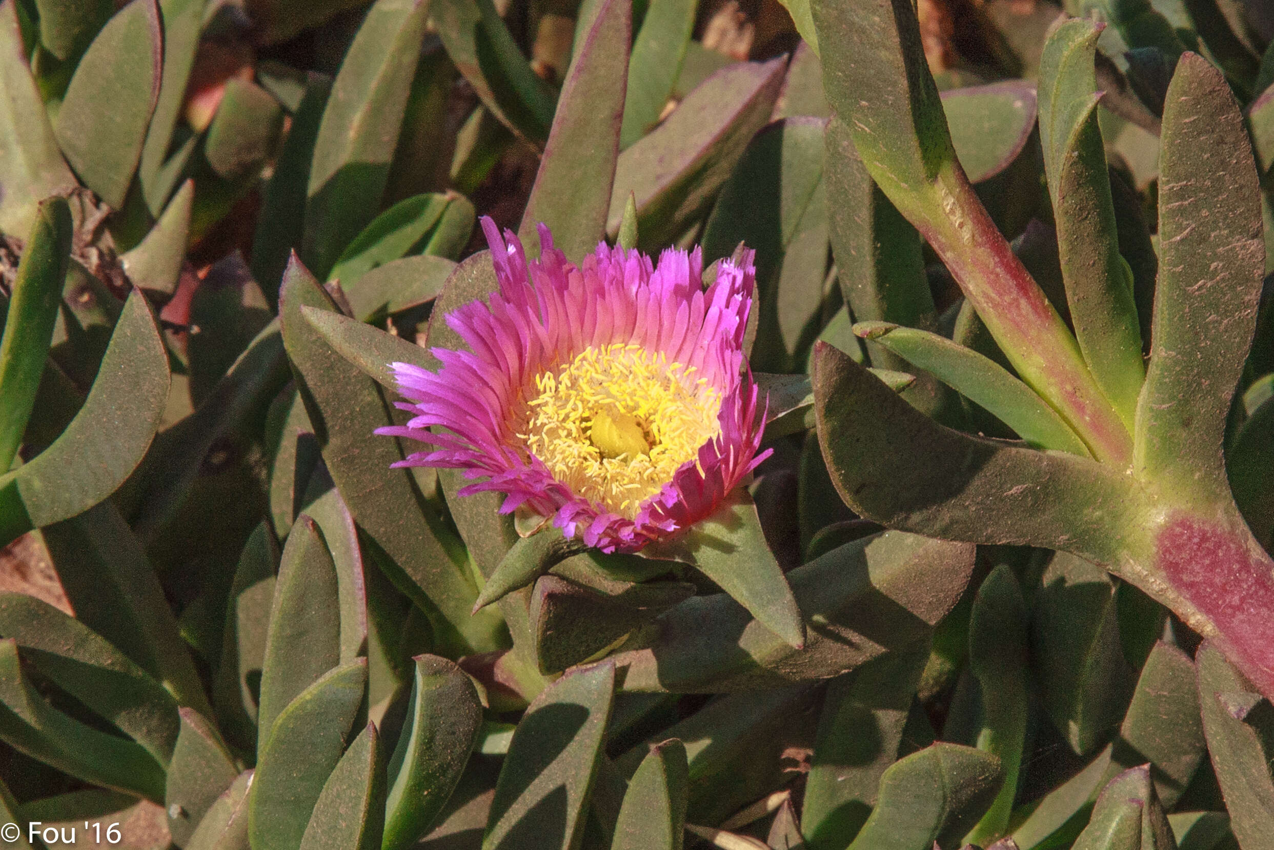 Слика од Erigeron glaucus Ker-Gawl.