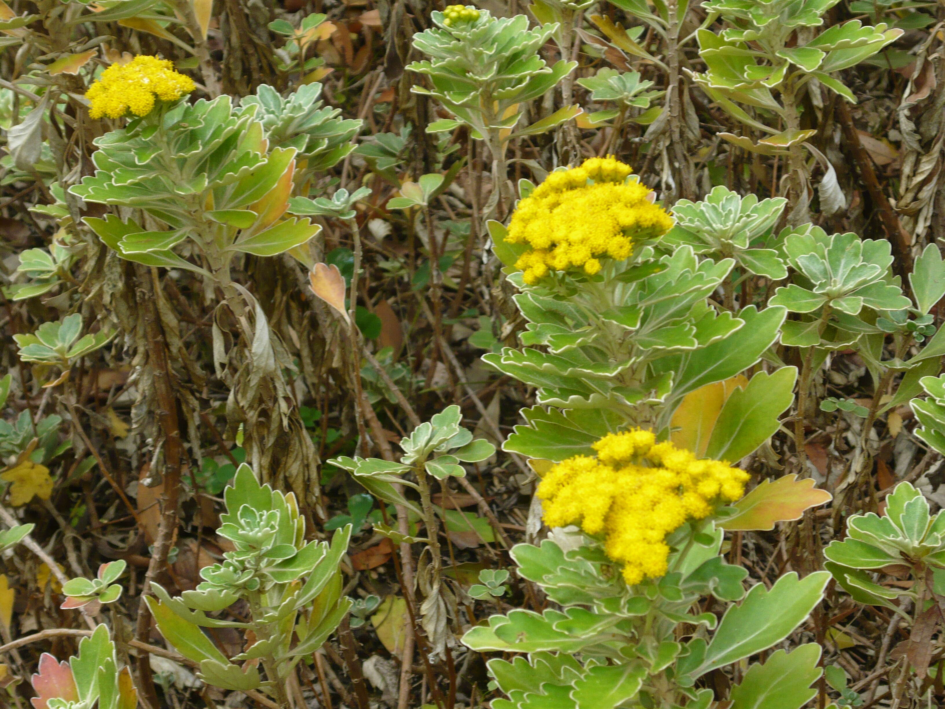 Plancia ëd Ajania pacifica (Nakai) K. Bremer & C. J. Humphries