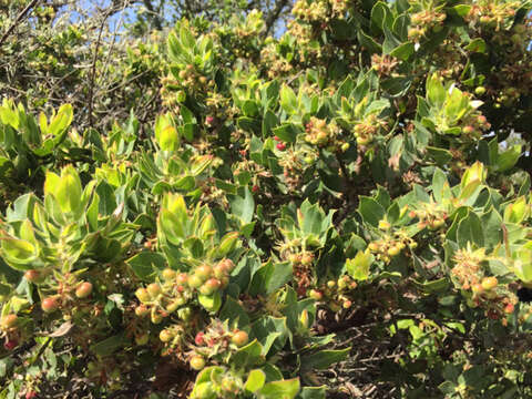 Image of Montara manzanita