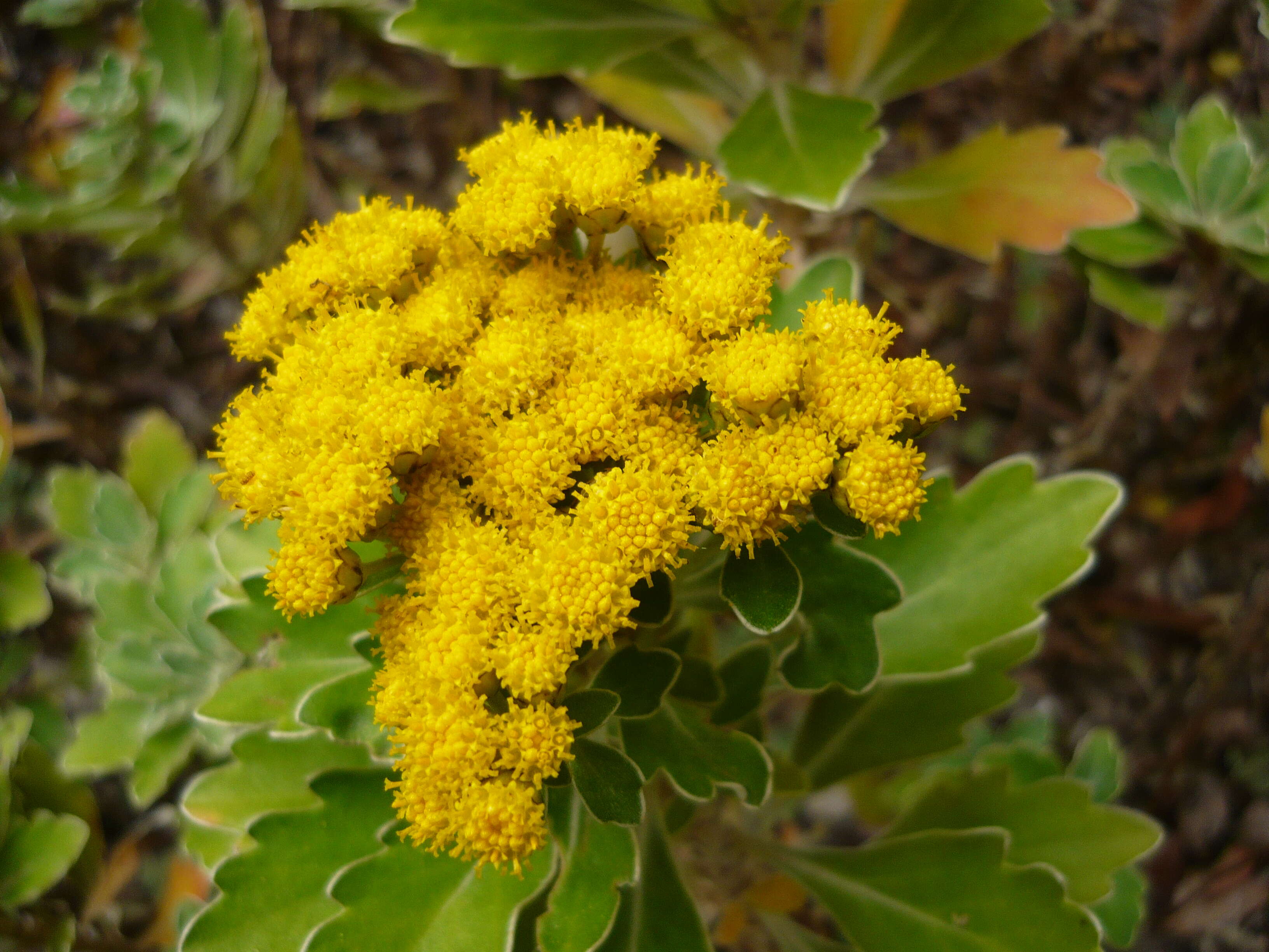 Plancia ëd Ajania pacifica (Nakai) K. Bremer & C. J. Humphries