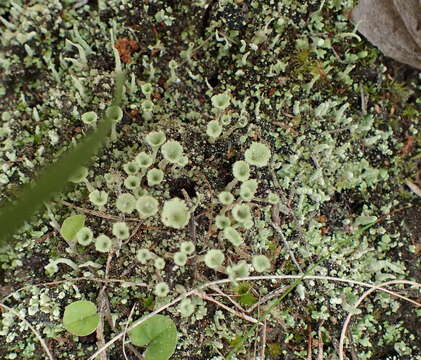 Image of cup lichen