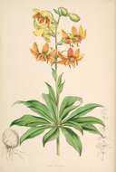 Image of Lilium hansonii Leichtlin ex D. D. T. Moore