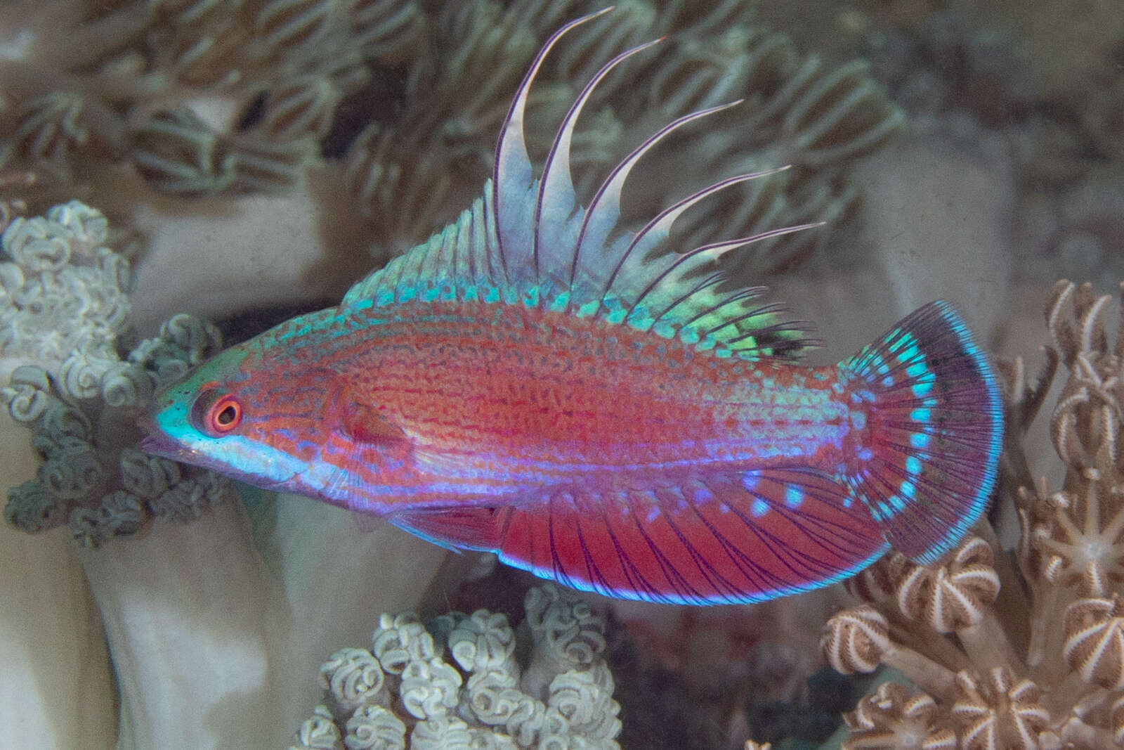 Image of Linespot flasherwrasse