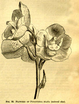 Image of Dove orchid