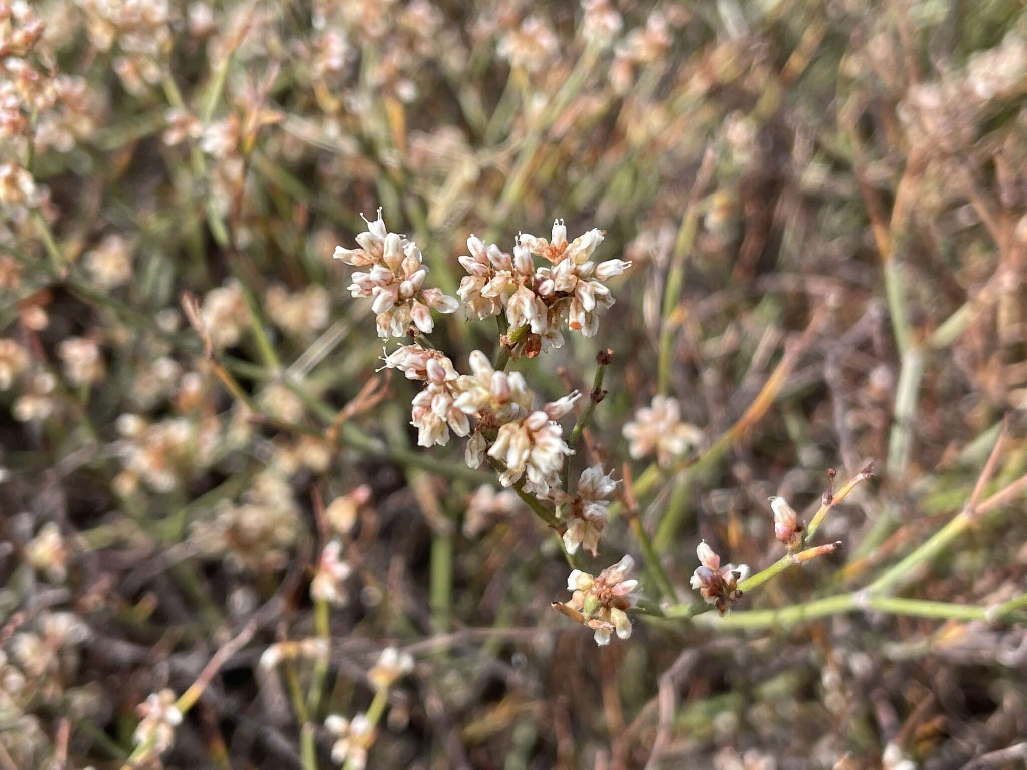 Image of spreading buckwheat