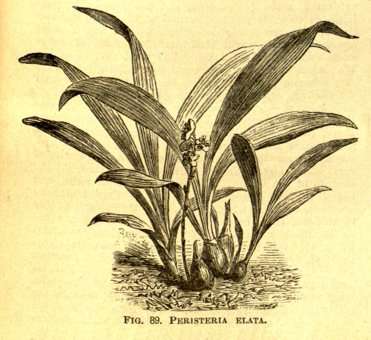 Image of Dove orchid