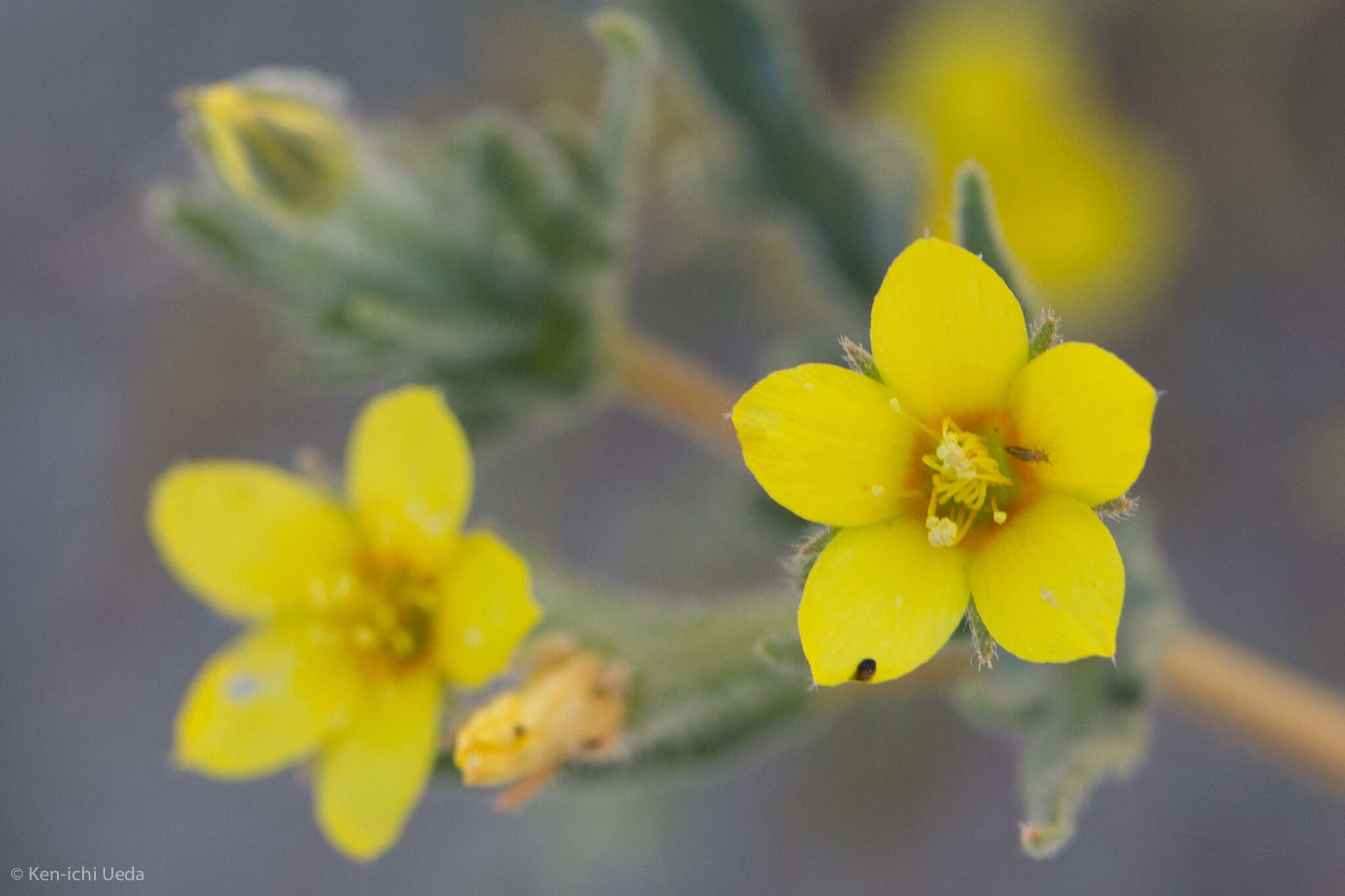 Image of whitestem blazingstar