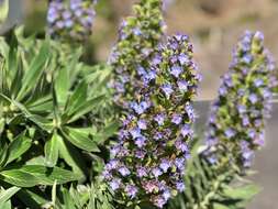 Imagem de Echium acanthocarpum Svent.