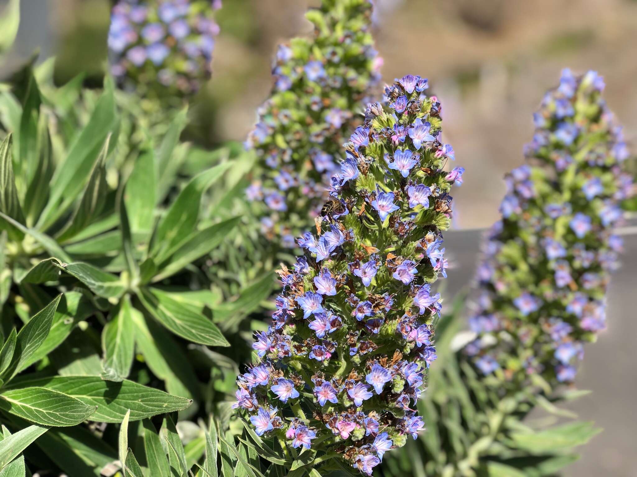 Echium acanthocarpum Svent. resmi