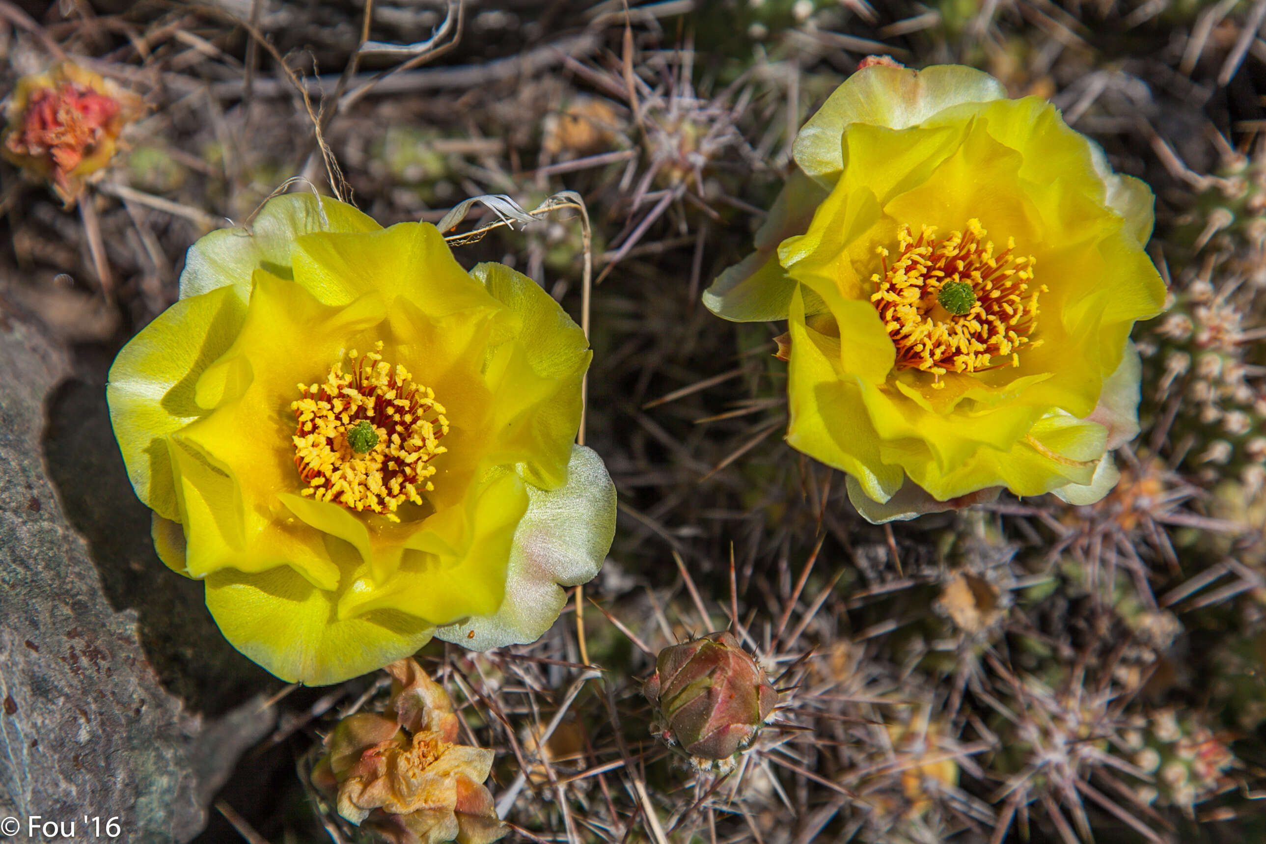 Image of Brittle Cactus